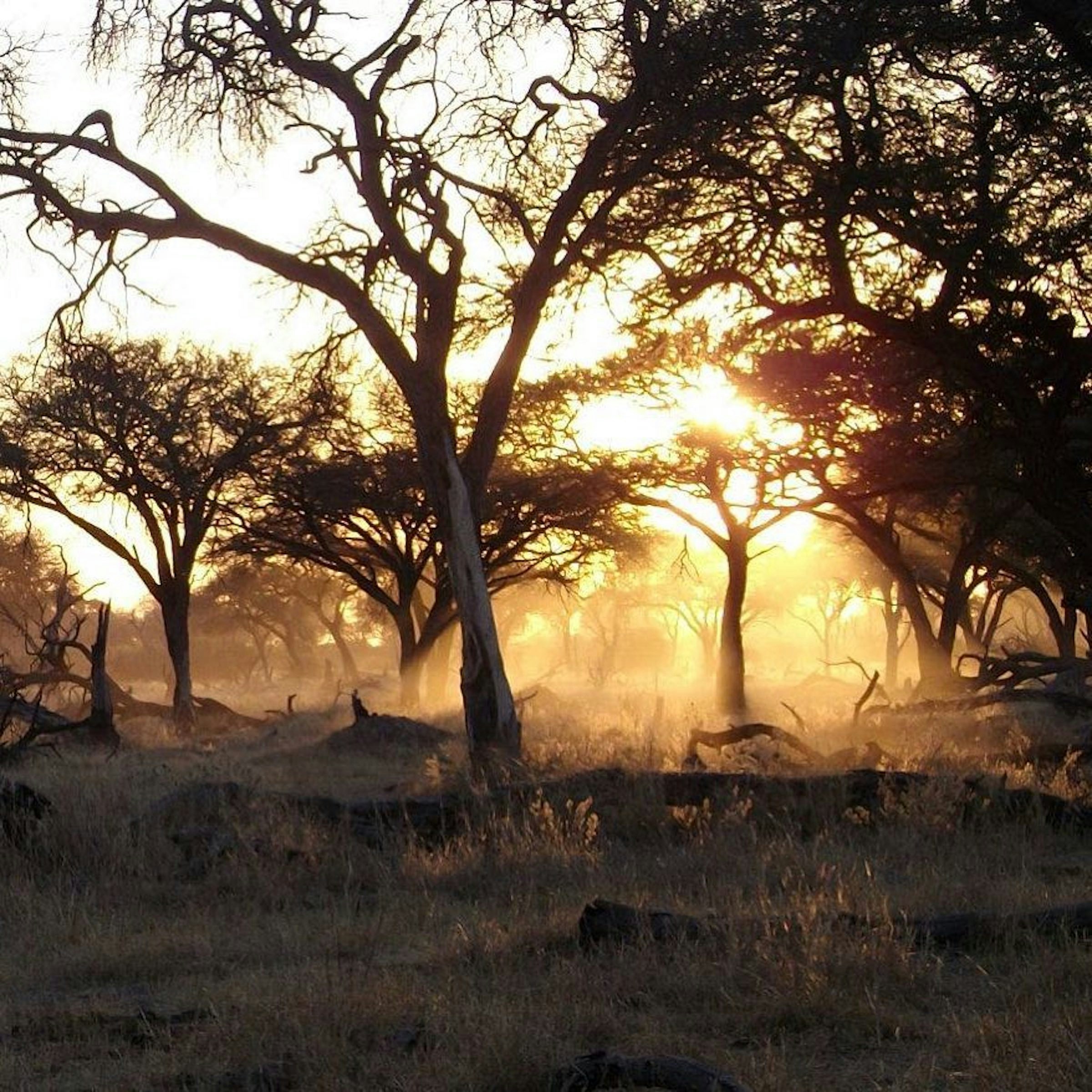 African Voluntary Carbon Markets Reach Record $340M in 2024